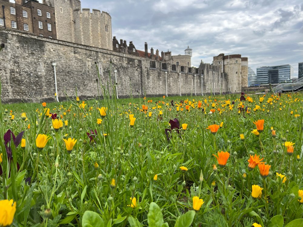 Celebratory Superbloom display opens at the Tower of London Grant